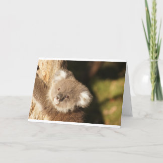 Söt Koala Björnar Födelsedagsfest Dusch Kort