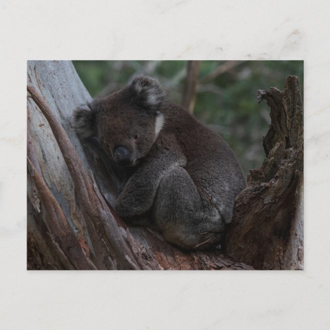 Söt koala som sover i ett träd Australien Vykort (Framsida)