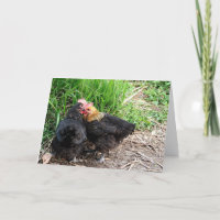 Söt kramande kycklingar Fotografi Anpassad