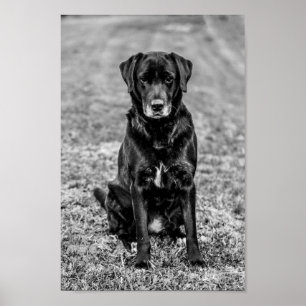 Söt Labrador Svart Hund Valp Husdjur Poster