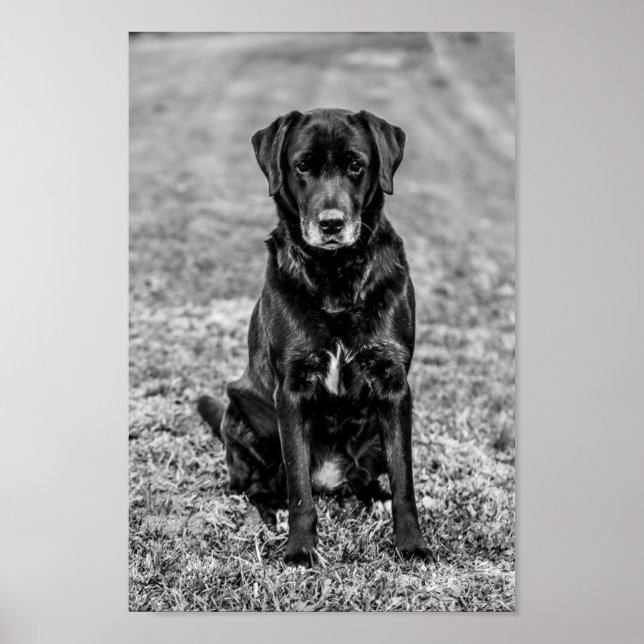 Söt Labrador Svart Hund Valp Husdjur Poster (Framsidan)