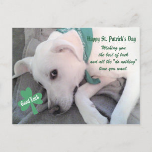 Söt lat vit hund som bär grön halsduk Shamrock P Vykort