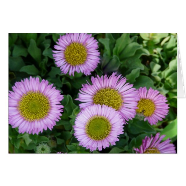 Söt Lavender Erigeron Flowers Hälsningskort (Framsidan Horizontal)