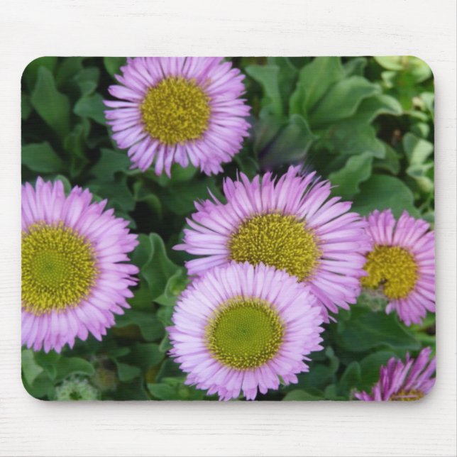 Söt Lavender Erigeron Flowers Musmatta (Framsidan)