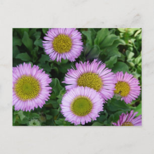 Söt Lavender Erigeron Flowers Vykort