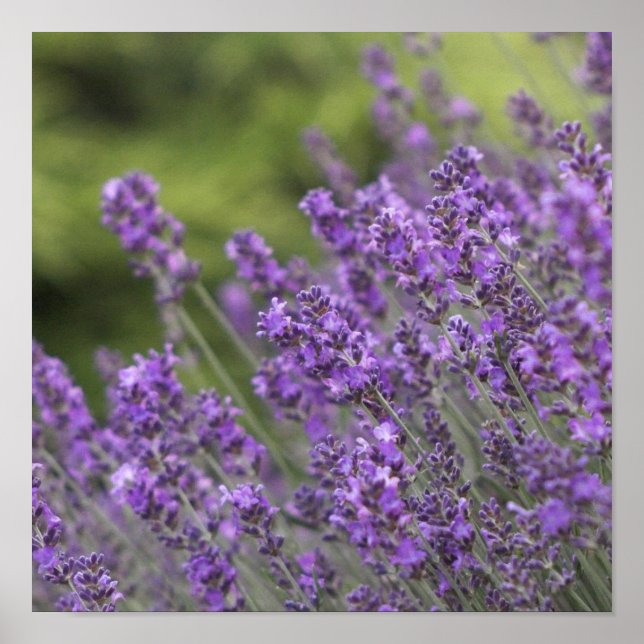 Söt Lavender Fält Poster (Framsidan)