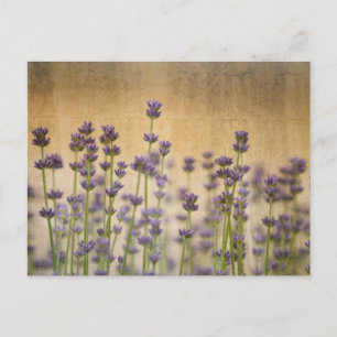 Söt Lavender Flowers Vykort