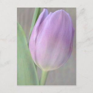 Söt Lavender Tulip-vykort Vykort