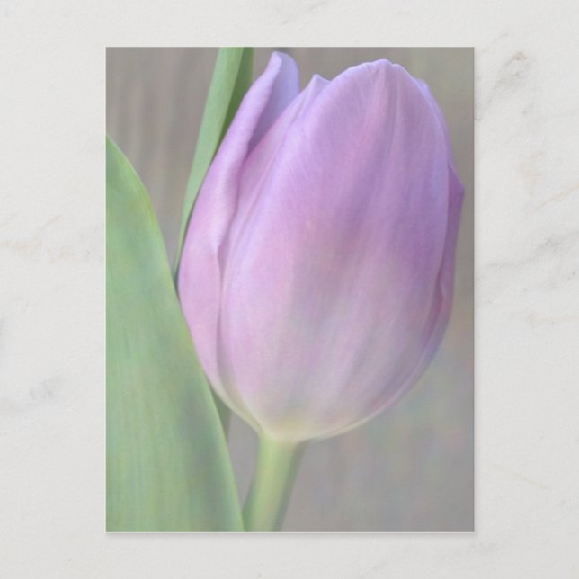 Söt Lavender Tulip-vykort Vykort (Framsida)