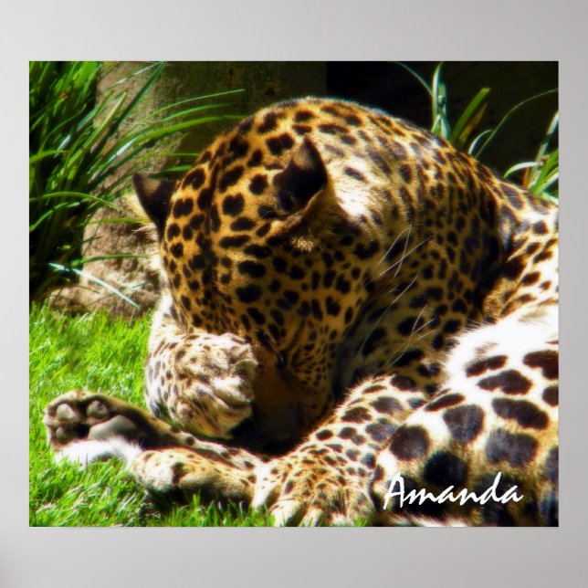 Söt leopard djur fotografering väggkonst (Framsidan)