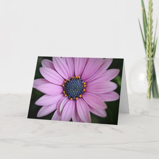 Söt Lila African Daisy Flower Art Card Kort (Framsida)