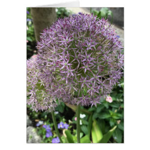 Söt Lila blommor Allium Garden NYC Photo Hälsningskort