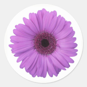 Söt Lila Fotografisk Gerbera-Daisy Flower Runt Klistermärke