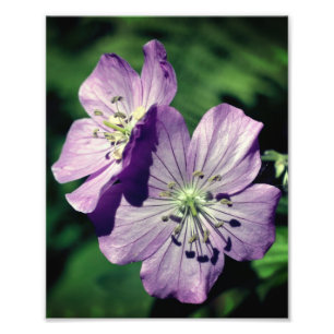 Söt Lila Geranium Flower Pair Close up 8x10 Fototryck