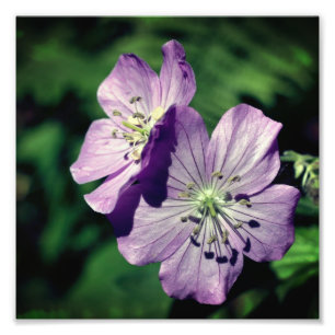 Söt Lila Geranium Flower Pair Close Up 8x8 Fototryck