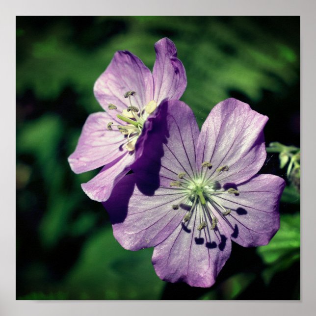Söt Lila Geranium Flower Pair Close Up Poster (Framsidan)