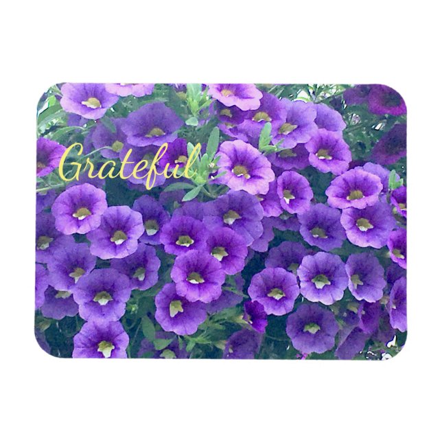 Söt Lila Gratitude Petunia Magnet (Horisontell)