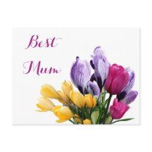 Söt lila gult rosa tulpanblommor i av i morsa