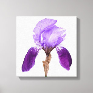 Söt lila iris blommar modern bra av blommigt canvastryck