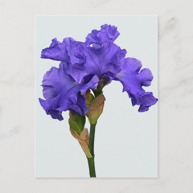 Söt Lila Iris Blommigt Photo Vykort (Framsida)