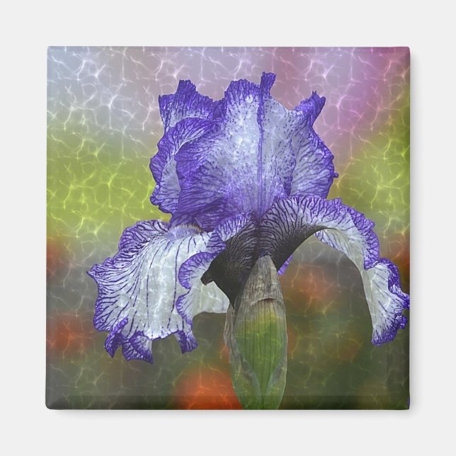 Söt Lila Iris Magnet (Framsidan)