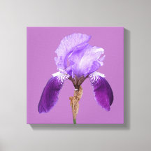 Söt lila iris modern blommigt enkel bra konst
