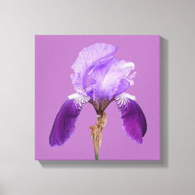 Söt lila iris modern blommigt enkel bra konst canvastryck (Framsida)