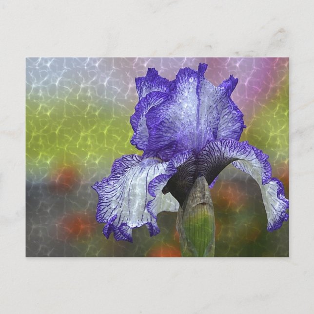 Söt Lila Iris Vykort (Framsida)
