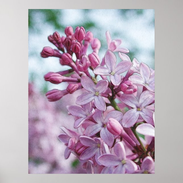 Söt Lila Lilacs Poster (Framsidan)