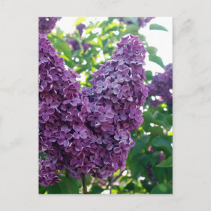 Söt Lila Lilacs Vykort