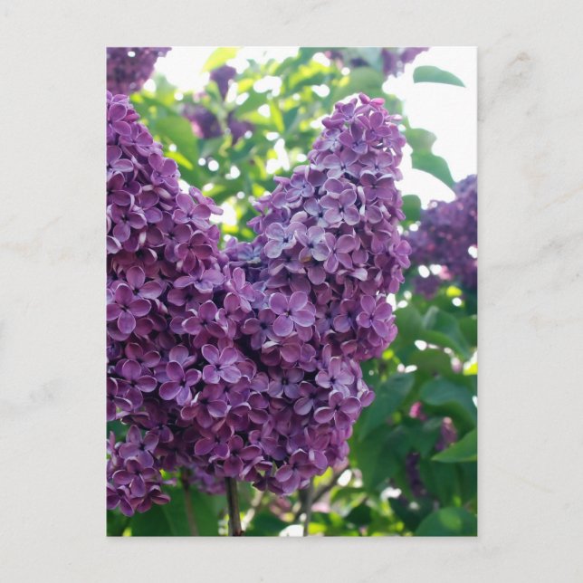 Söt Lila Lilacs Vykort (Framsida)