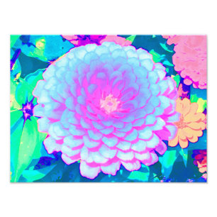 Söt Lila och Rosa Zinnia i sommarträdgården Fototryck