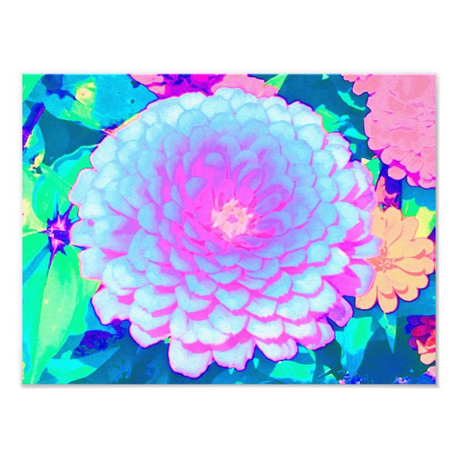 Söt Lila och Rosa Zinnia i sommarträdgården Fototryck (Framsidan)