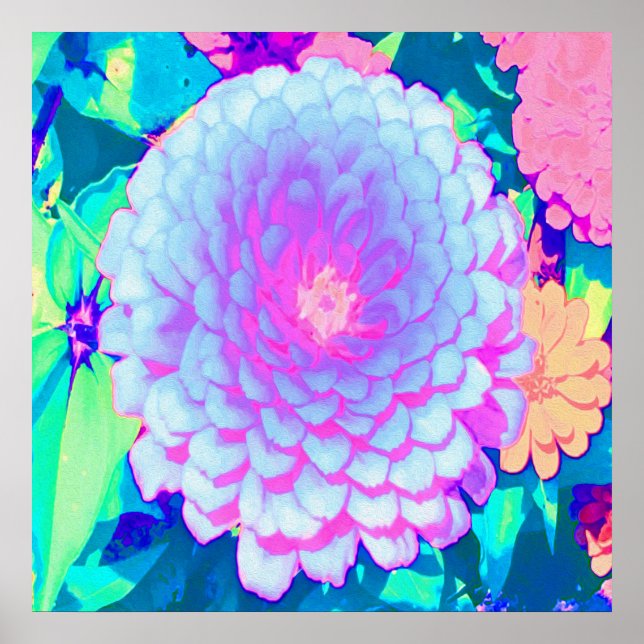 Söt Lila och Rosa Zinnia i sommarträdgården Poster (Framsidan)