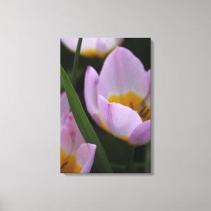 Söt, lila- och tulpanblommor av elegant. canvastryck