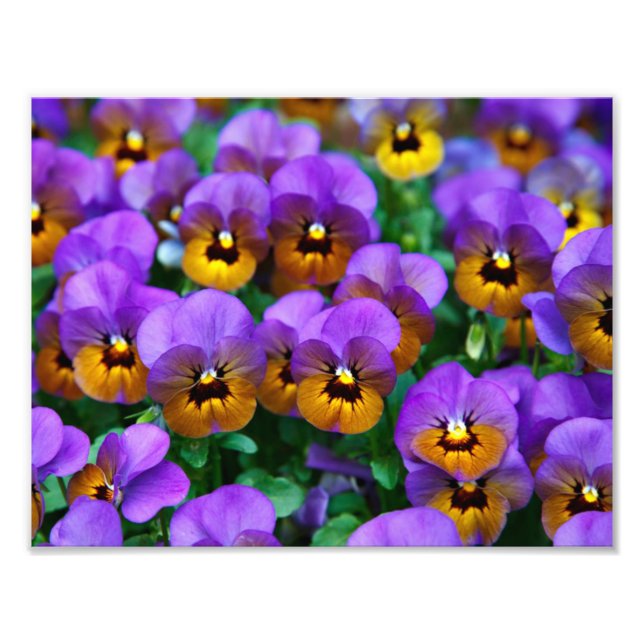 Söt Lila Pansies Fototryck (Framsidan)