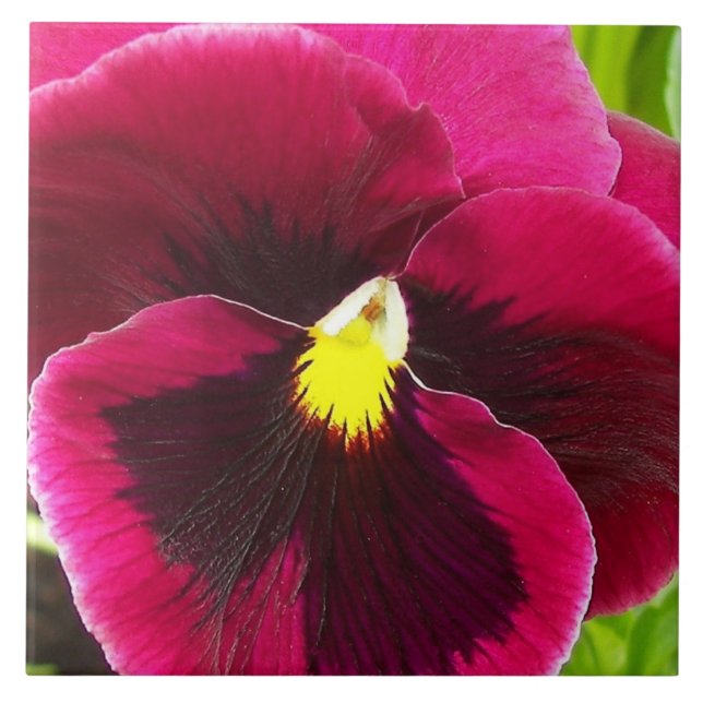 Söt Lila Pansy Blommigt Kakelplatta (Framsidan)