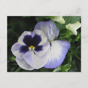 Söt Lila Pansy Flowers Vykort