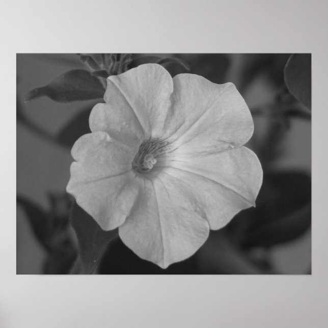 Söt Lila Petunia Poster (Framsidan)