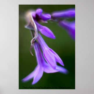 "Söt Lila Sak, Andrew Gettler Poster