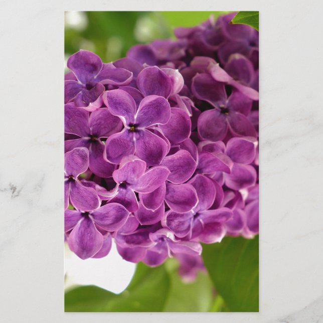 Söt Lilac Brevpapper (Framsida)