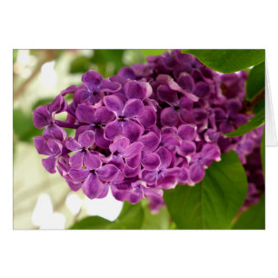 Söt Lilac Hälsningskort