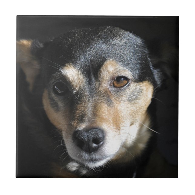Söt lilla Hund till kameran Kakelplatta (Framsidan)