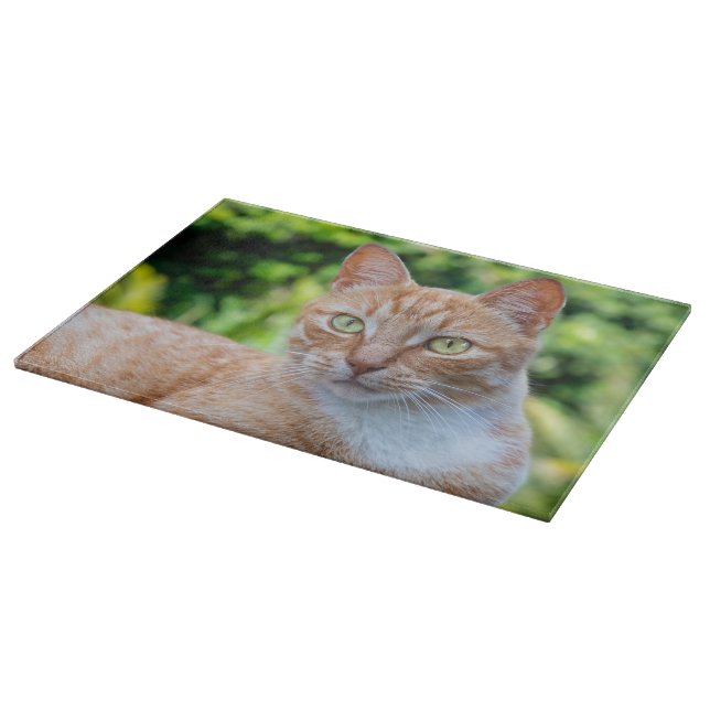 Söt lilla kattunge (Hörn)