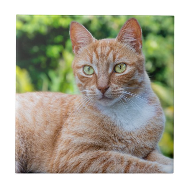 Söt lilla kattunge kakelplatta (Framsidan)