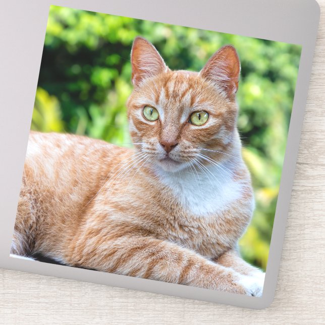 Söt lilla kattunge klistermärken (Detalj)