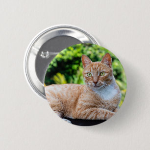 Söt lilla kattunge knapp