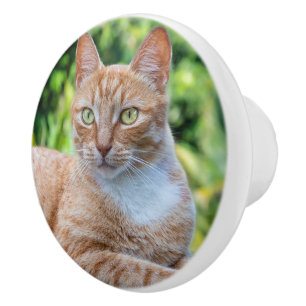 Söt lilla kattunge knopp