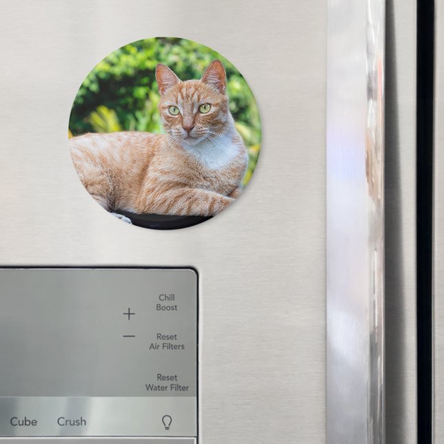Söt lilla kattunge magnet (In Situ (Fridge))