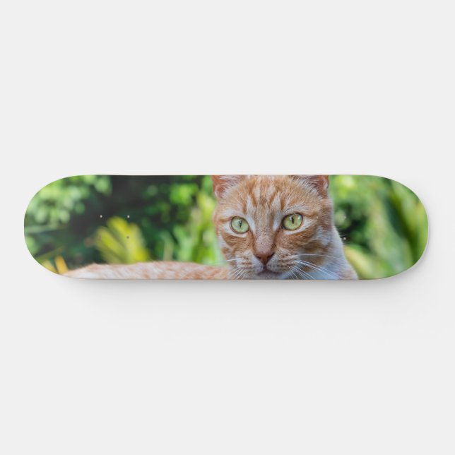 Söt lilla kattunge mini skateboard bräda 18,5 cm (Horz)